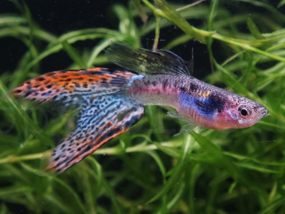 Silver base Asian blauMultiColorTriangle
